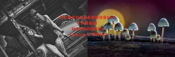 прущие грибы Дмитров